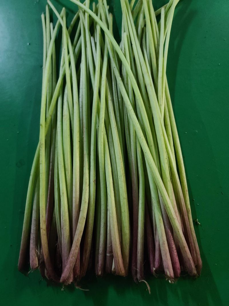 장터 상품 [자연산 무공해 머위대] 썸네일