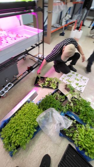 윤대권님의 상추 · 영농일지 작성글 사진