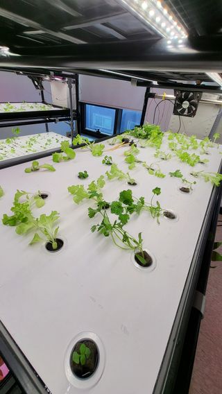 윤대권님의 상추 · 영농일지 작성글 사진