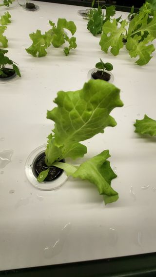 윤대권님의 상추 · 영농일지 작성글 사진