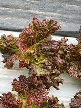 팜모닝 상추·병해충상담 게시글 이미지