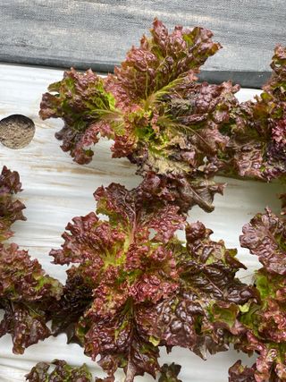 임슬기님의 상추 · 병해충상담 작성글 사진