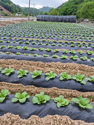 오태원님의 5월 농사계획 공유하기 · 참여글 작성글 사진
