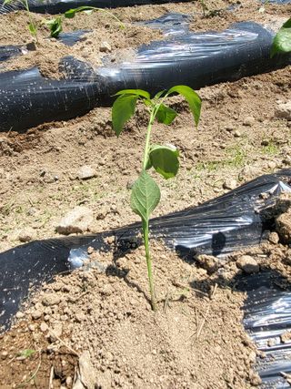 김영진(전남영광)님의 고추 · 파종•정식 작성글 사진