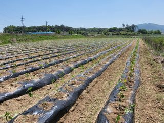 김영진(전남영광)님의 고추 · 파종•정식 작성글 사진