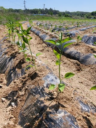 김영진(전남영광)님의 고추 · 파종•정식 작성글 사진