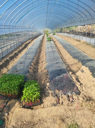 권재하님의 고추 · 영농일지 작성글 사진