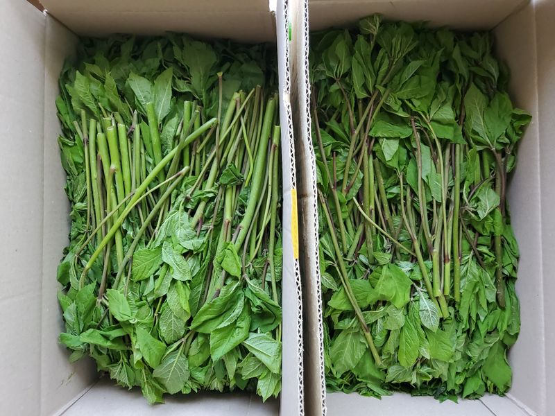 장터 상품 [엄두릅과 오갈피순kg당] 썸네일