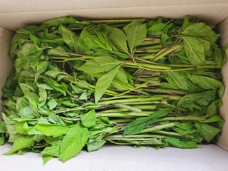 약초꾼님의 작성글 사진