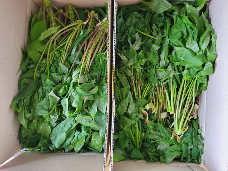 약초꾼님의 장터 판매 상품 [엄두릅과 오갈피순kg당] 첨부 사진