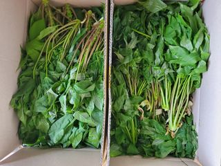 약초꾼님의 작성글 사진