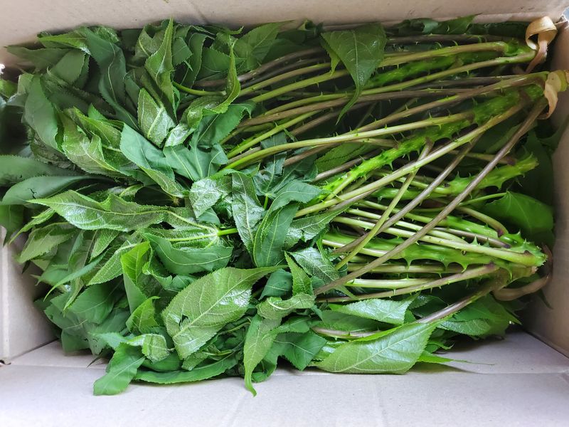 약초꾼님의 장터 판매 상품 [엄두릅과 오갈피순kg당] 첨부 사진