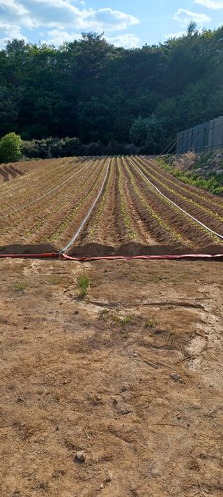 이.일신.꽃분아빠님의 배추 · 파종•정식 작성글 사진