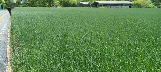 이.일신.꽃분아빠님의 배추 · 파종•정식 작성글 사진