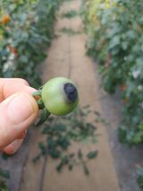 팜모닝 기타작물·병해충상담 게시글 이미지