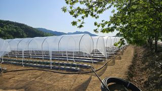 향적농원(정은상)님의 고추 · 지주설치•유인•성장 작성글 사진