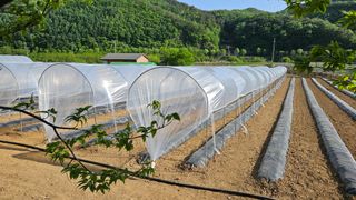 향적농원(정은상)님의 고추 · 지주설치•유인•성장 작성글 사진