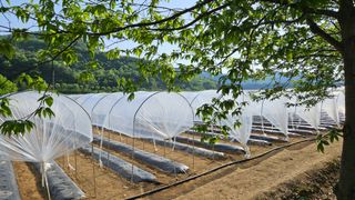 향적농원(정은상)님의 고추 · 지주설치•유인•성장 작성글 사진