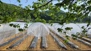 향적농원(정은상)님의 고추 · 지주설치•유인•성장 작성글 사진