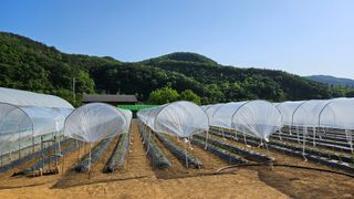 향적농원(정은상)님의 고추 · 지주설치•유인•성장 작성글 사진