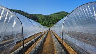 향적농원(정은상)님의 고추 · 지주설치•유인•성장 작성글 사진