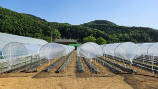 향적농원(정은상)님의 고추 · 지주설치•유인•성장 작성글 사진