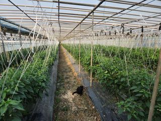 유덕균님의 고추 · 영농일지 작성글 사진