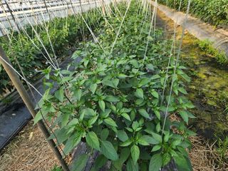 유덕균님의 고추 · 영농일지 작성글 사진