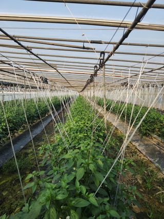 유덕균님의 고추 · 영농일지 작성글 사진