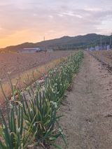 팜모닝 파·영농일지 게시글 이미지