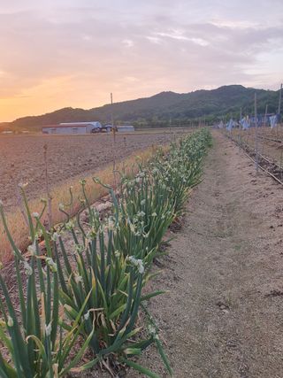 복숭아14374님의 파 · 영농일지 작성글 사진