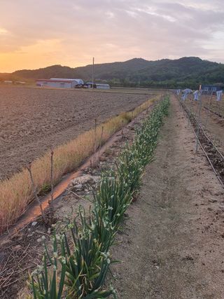 복숭아14374님의 파 · 영농일지 작성글 사진