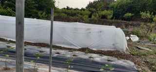 이승규님의 고추 · 영농일지 작성글 사진