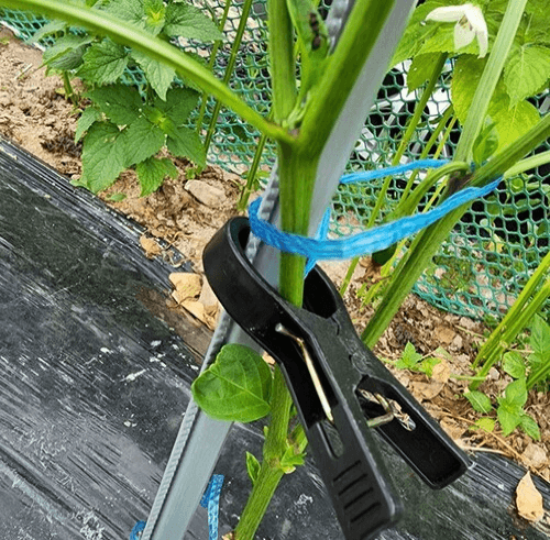 장터 상품 [작물집게 고추집게] 썸네일