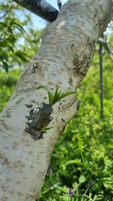 팜모닝 복숭아·영농일지 게시글 이미지