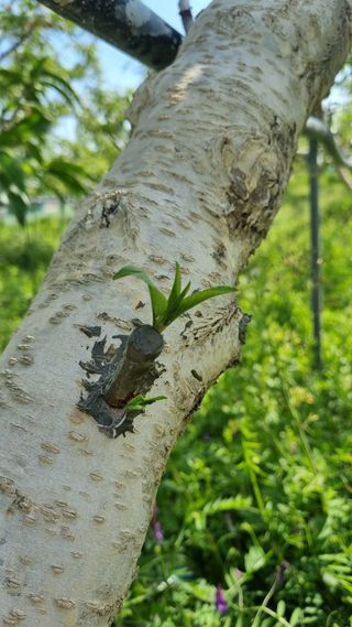 김영도님의 복숭아 · 영농일지 작성글 사진