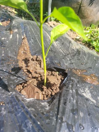 진해풍호동텃밭님의 자유주제 · 자유게시판 작성글 사진