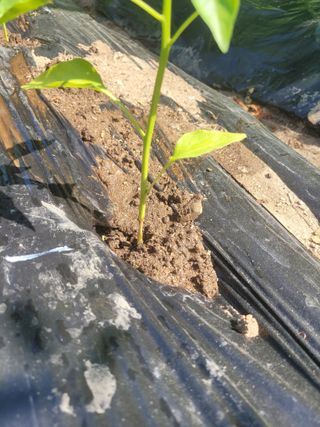 진해풍호동텃밭님의 자유주제 · 자유게시판 작성글 사진