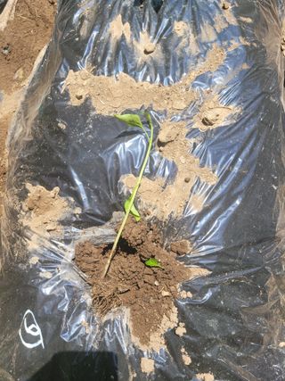 진해풍호동텃밭님의 자유주제 · 자유게시판 작성글 사진