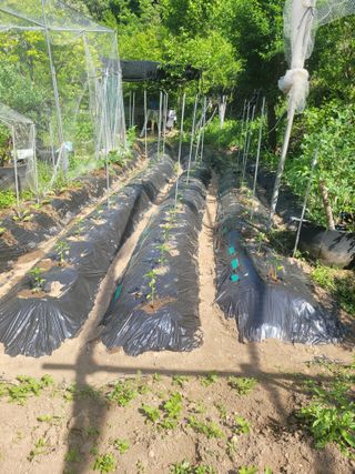 진해풍호동텃밭님의 자유주제 · 자유게시판 작성글 사진