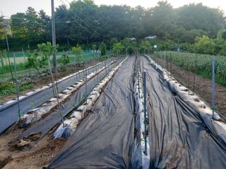 무심63님의 고추 · 영농일지 작성글 사진