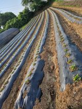 팜모닝 자유주제·자유게시판 게시글 이미지