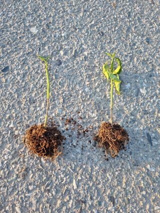 배추님의 고추 · 병해충상담 작성글 사진