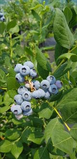 팜모닝 · 게시글 이미지