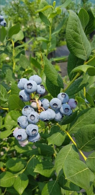 행복한나무농장님의 작성글 사진