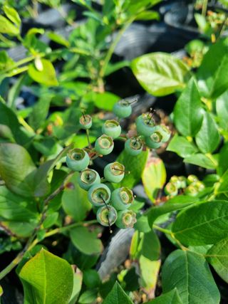 행복한나무농장님의 작성글 사진