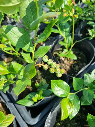 행복한나무농장님의 작성글 사진