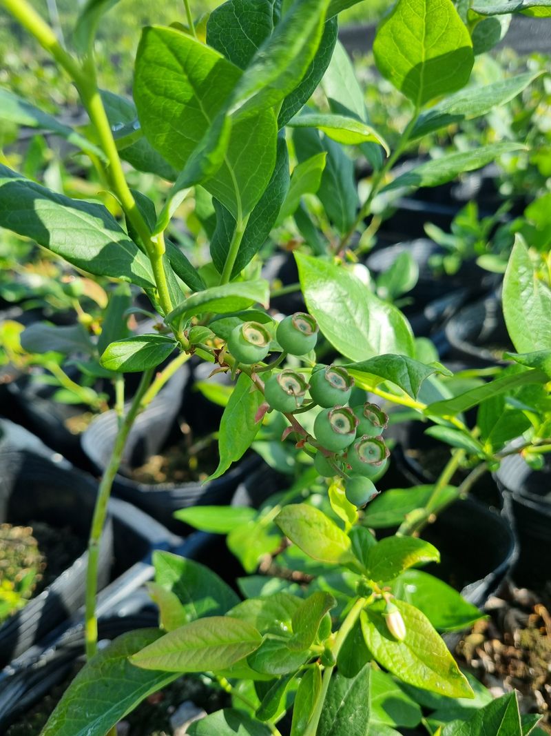 행복한나무농장님의 장터 판매 상품 [[한정수량] 블루베리 열매달린 블루베리 묘목 특가!!] 첨부 사진