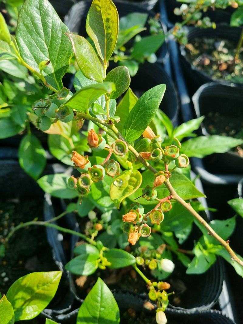 행복한나무농장님의 장터 판매 상품 [[한정수량] 블루베리 열매달린 블루베리 묘목 특가!!] 첨부 사진