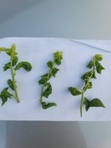 팜모닝 매실·병해충상담 게시글 이미지